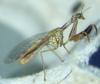 Mantispa styriaca